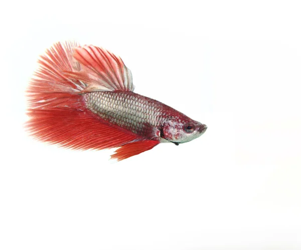 Betta fish — Stock Photo, Image