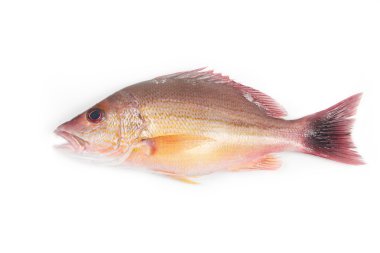 Red Snapper clipart
