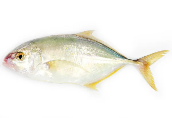 Травоядная рыба — стоковое фото