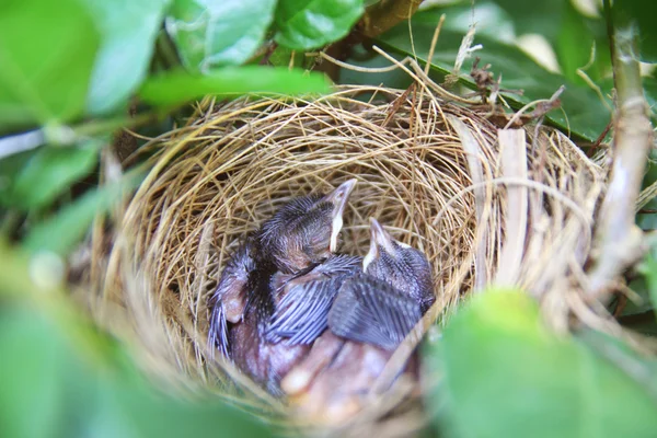 stock image Baby bird sleep