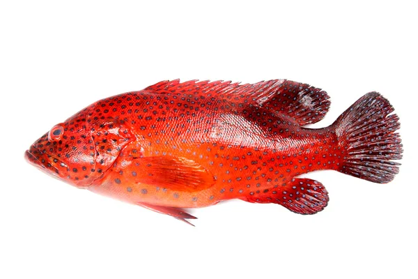 Pesce cernia rossa — Foto Stock