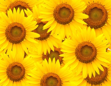 Sunflower clipart