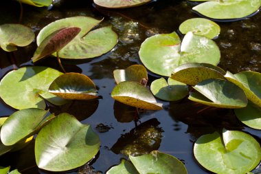 Lotus yaprağı