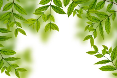 Fresh green leaves clipart