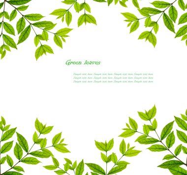 Green leaves frame clipart