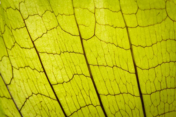 Groene bladeren textuur — Stockfoto