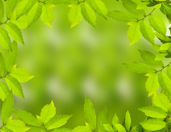 Green leaves — Stock Photo, Image