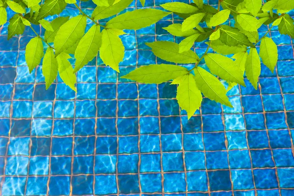 Πράσινο άδεια για πισίνα — Φωτογραφία Αρχείου