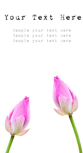 Růžový lotos — Stock fotografie