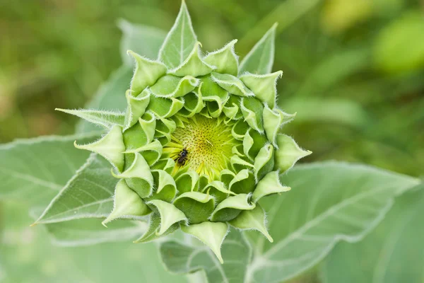 stock image Sunflower