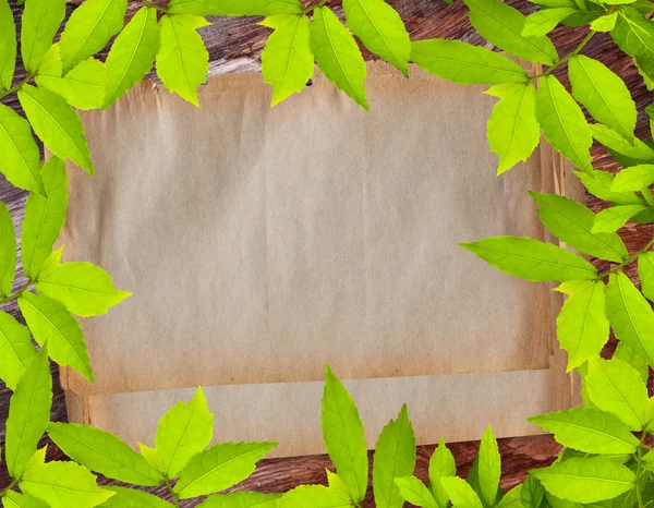 Зеленые листья со старой бумагой — стоковое фото