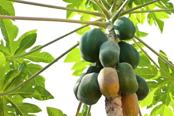 stock image Papaya