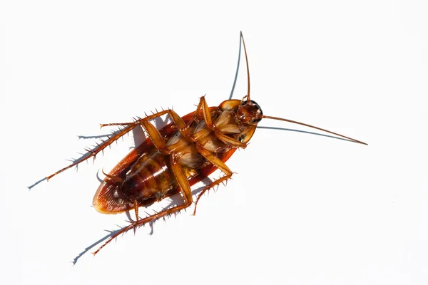 stock image Cockroach