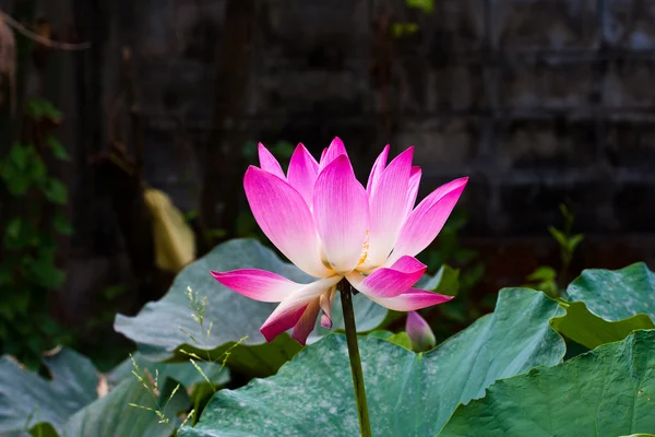 粉红色的虱子 — 图库照片