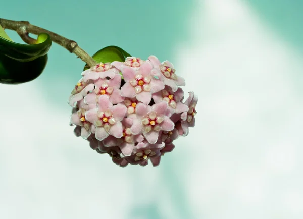 Hoya の花 — ストック写真