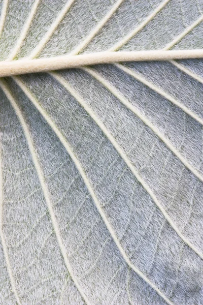 Textuur van bladeren — Stockfoto