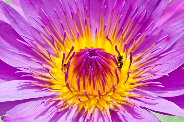 Lotuse bloem — Stockfoto