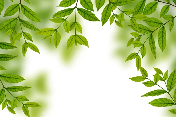 Fresh green leaves — Stock Photo, Image