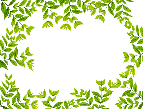 Leaves frame