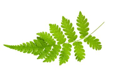 Fern leave clipart