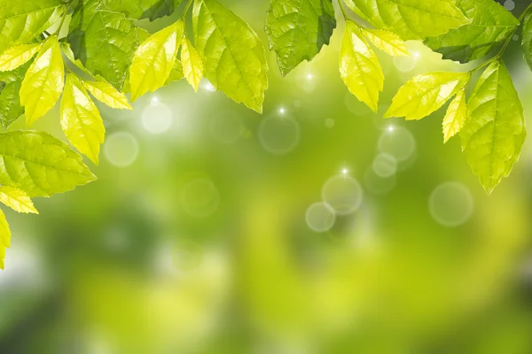 Grüne Blätter — Stockfoto