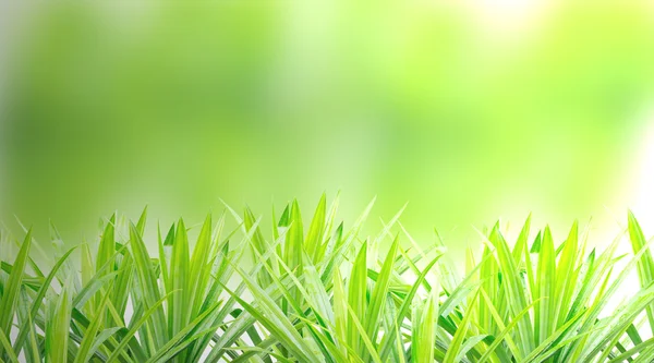 Green background — Stock Photo, Image