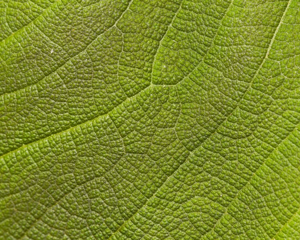 绿色的树叶结构 — 图库照片