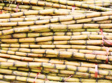 Sugar cane clipart
