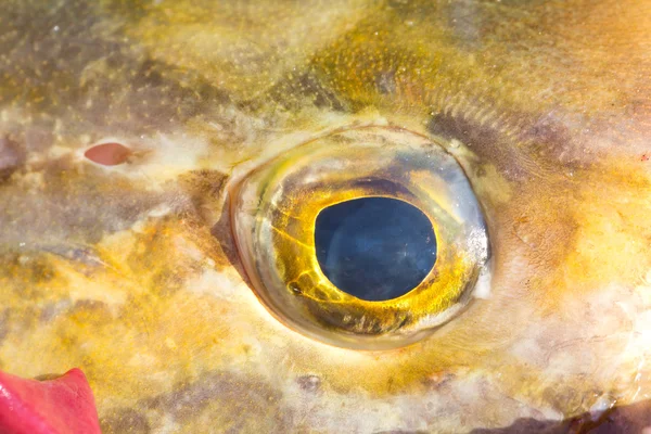 Rybie oko — Zdjęcie stockowe