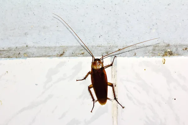 Cucaracha —  Fotos de Stock