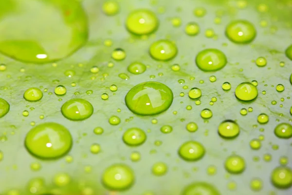 stock image Waterdrop on leaves