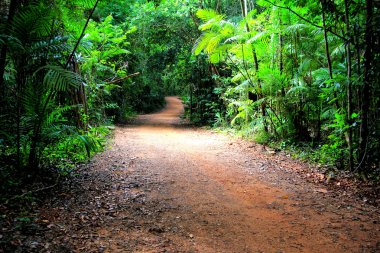 Walking path in deep forest clipart