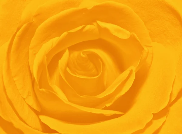 Close up of rose petal — Stock Photo, Image