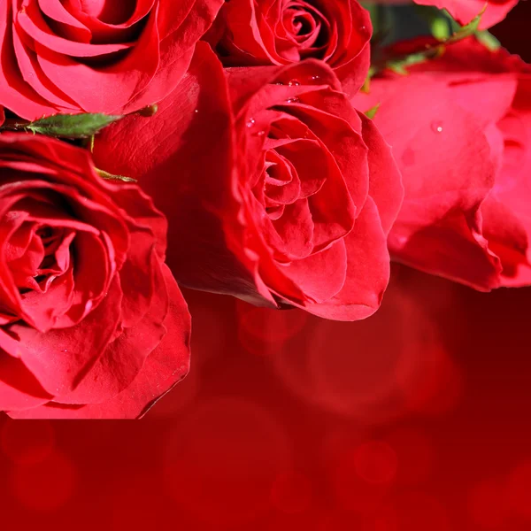 stock image Red rose