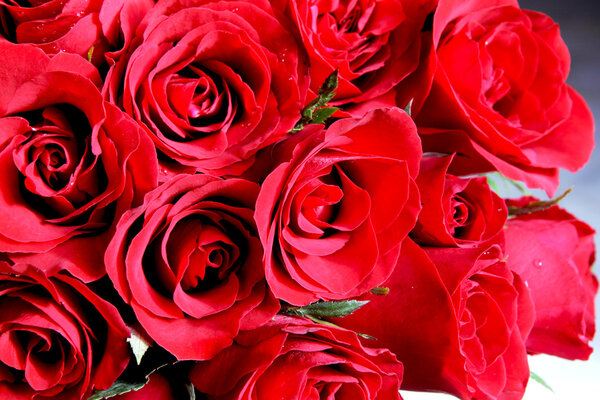 Red rose background close up