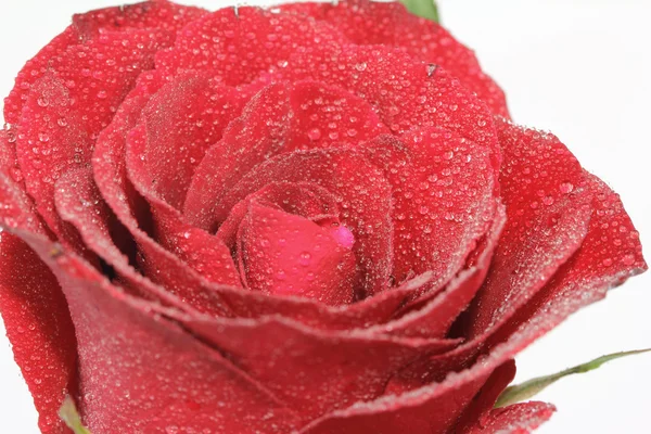Red rose with drop of water — Stock Photo, Image