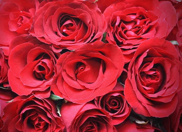 Червоні троянди фону — стокове фото