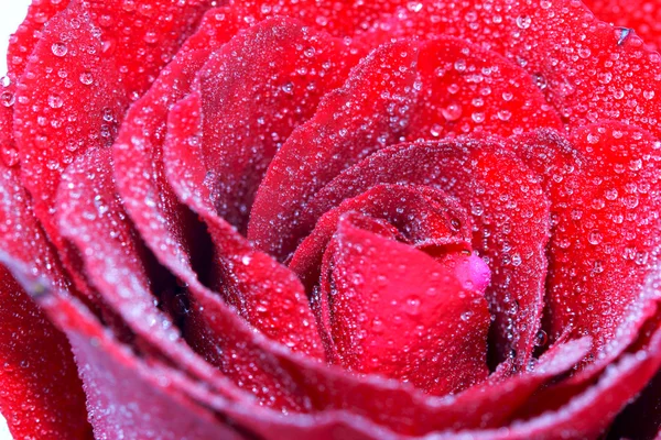 Red rose with water drop — Stock Photo, Image