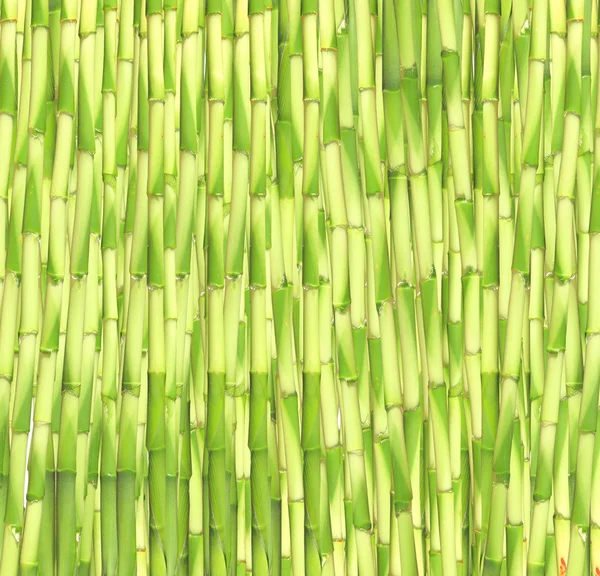 Čerstvý bambus pozadí — Stock fotografie