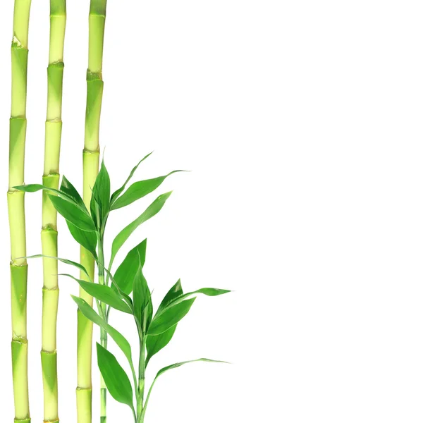 Folhas de bambu — Fotografia de Stock