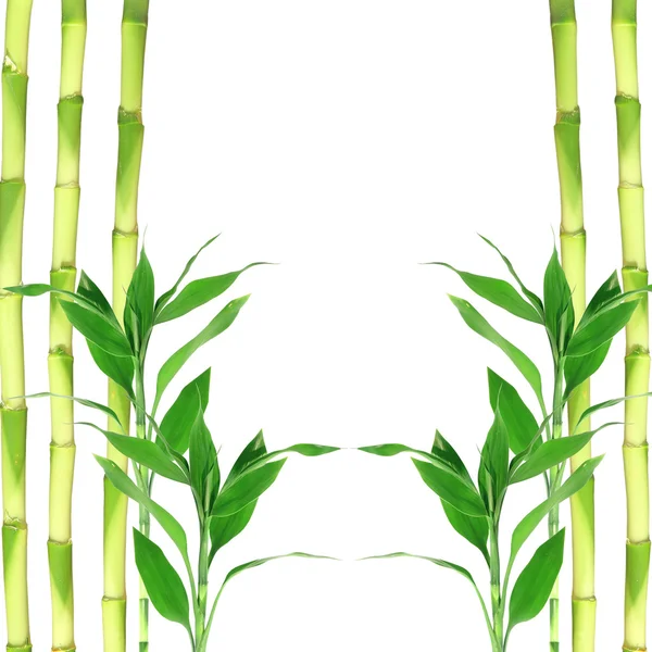 Liście bambusa — Zdjęcie stockowe
