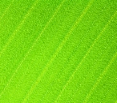 Banan leaf texture clipart