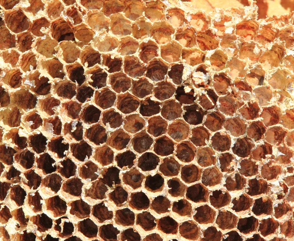 Peine de miel viejo — Foto de Stock