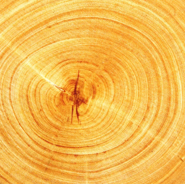 砍的木头 — 图库照片