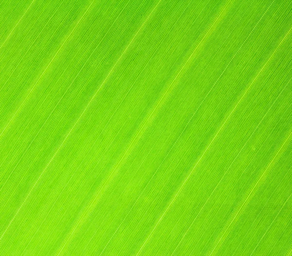 Banan blad textuur — Stockfoto
