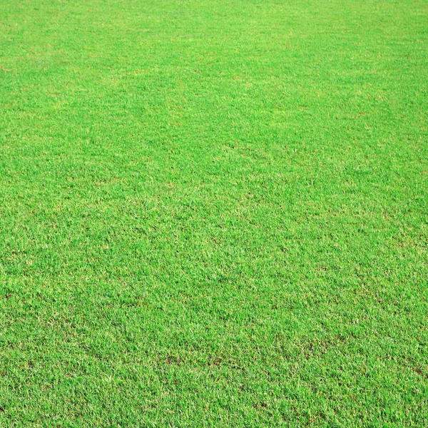 Gazon vert terrain de soccer — Photo