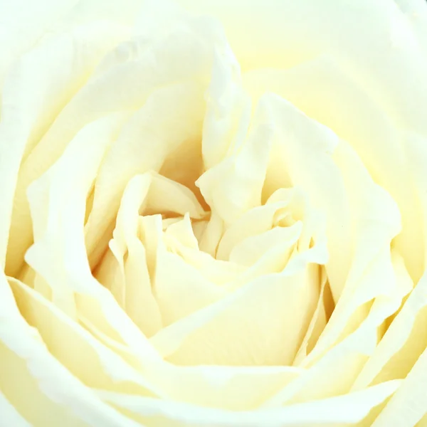白いバラ テクスチャ — ストック写真