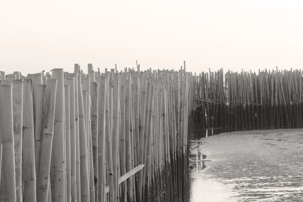 Bamboo wall — Stockfoto