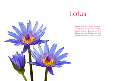 mor lotus