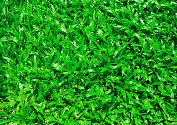 Gräs bakgrund — Stockfoto